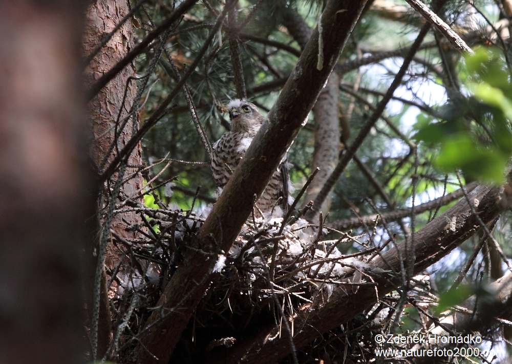 Krahujec lesní, Accipiter nisus (Ptáci, Aves)